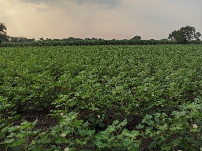 Land photo 2